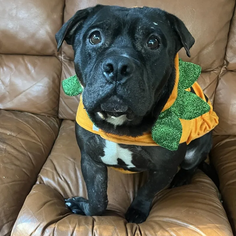 An adult medium-sized male Black Pit Bull Terrier dog named Bradyn for adoption in Chesapeake Beach, MD
