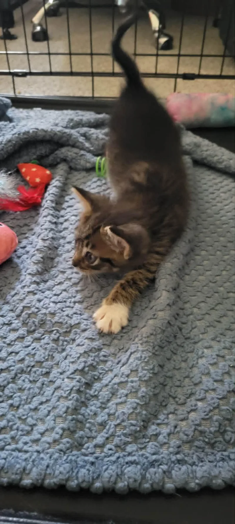 Bentley  The B thumbnail 2