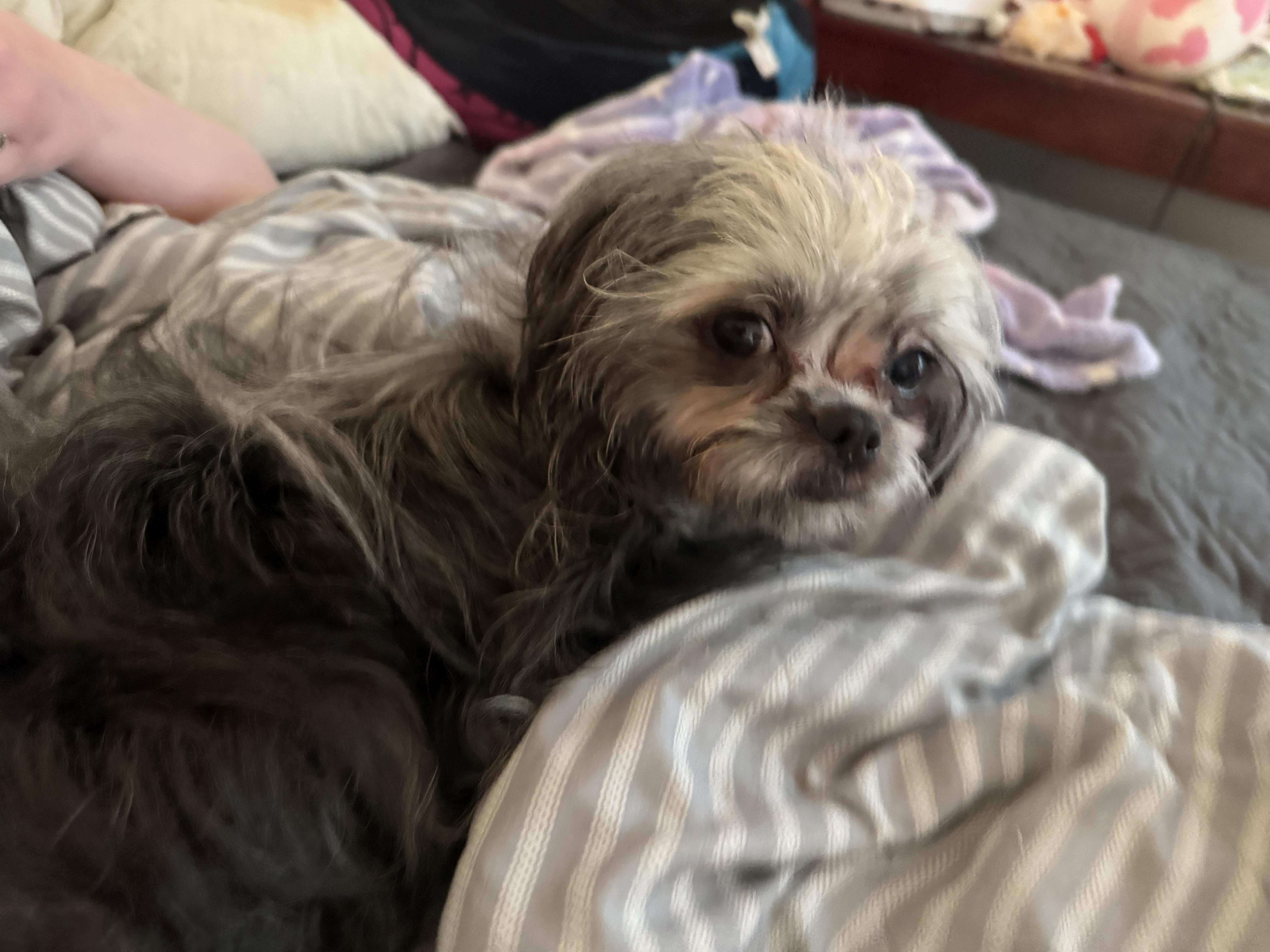 A young small-sized female Gray / Blue / Silver Maltese dog named Janice for adoption in West Valley, UT