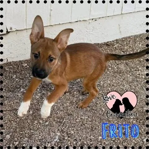 A baby medium-sized male Golden Shepherd dog named Frito for adoption in Gilbert, AZ