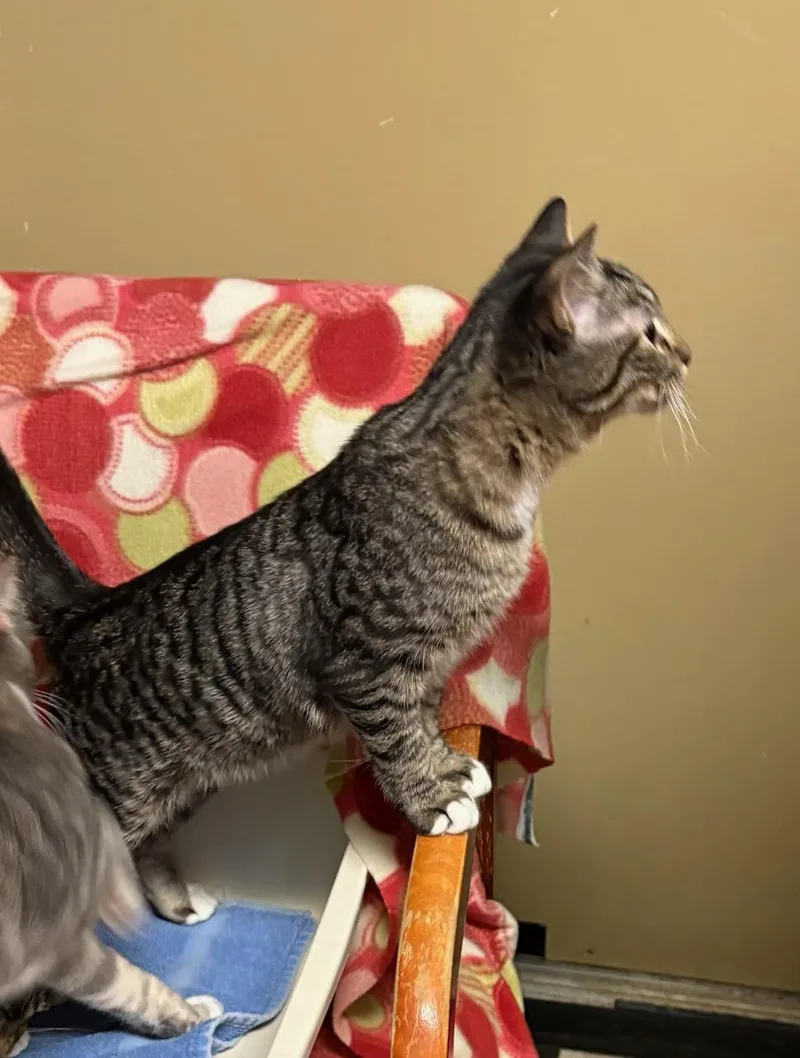 Fletcher thumbnail 2