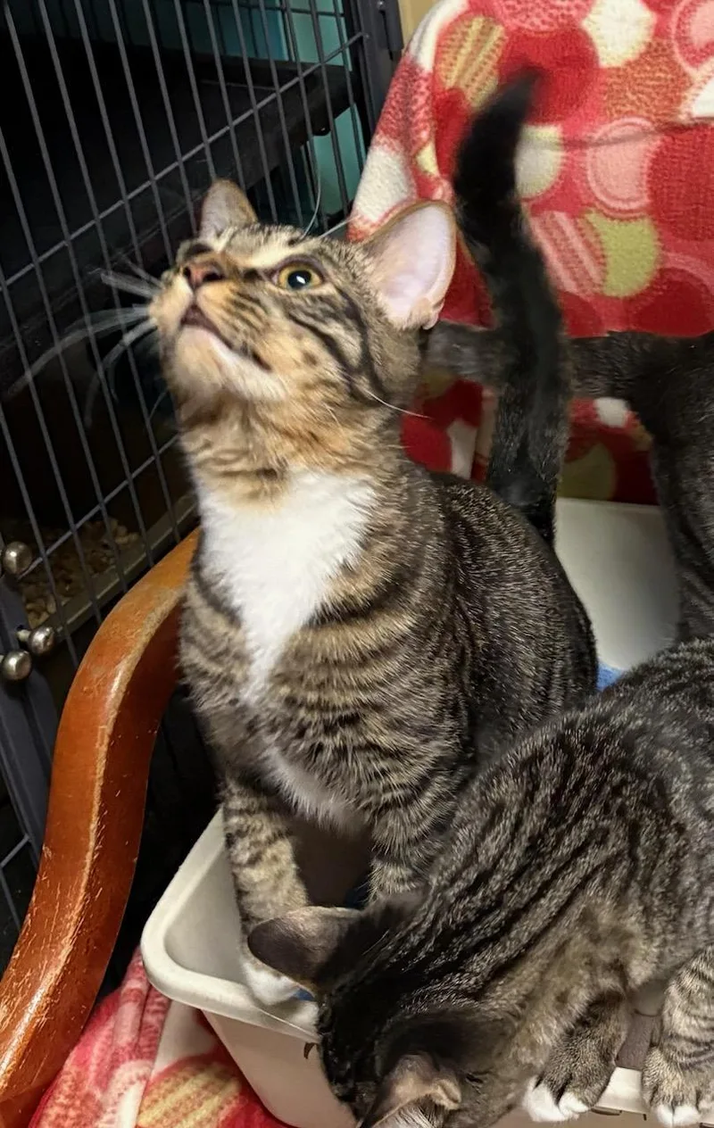 Fletcher thumbnail 3