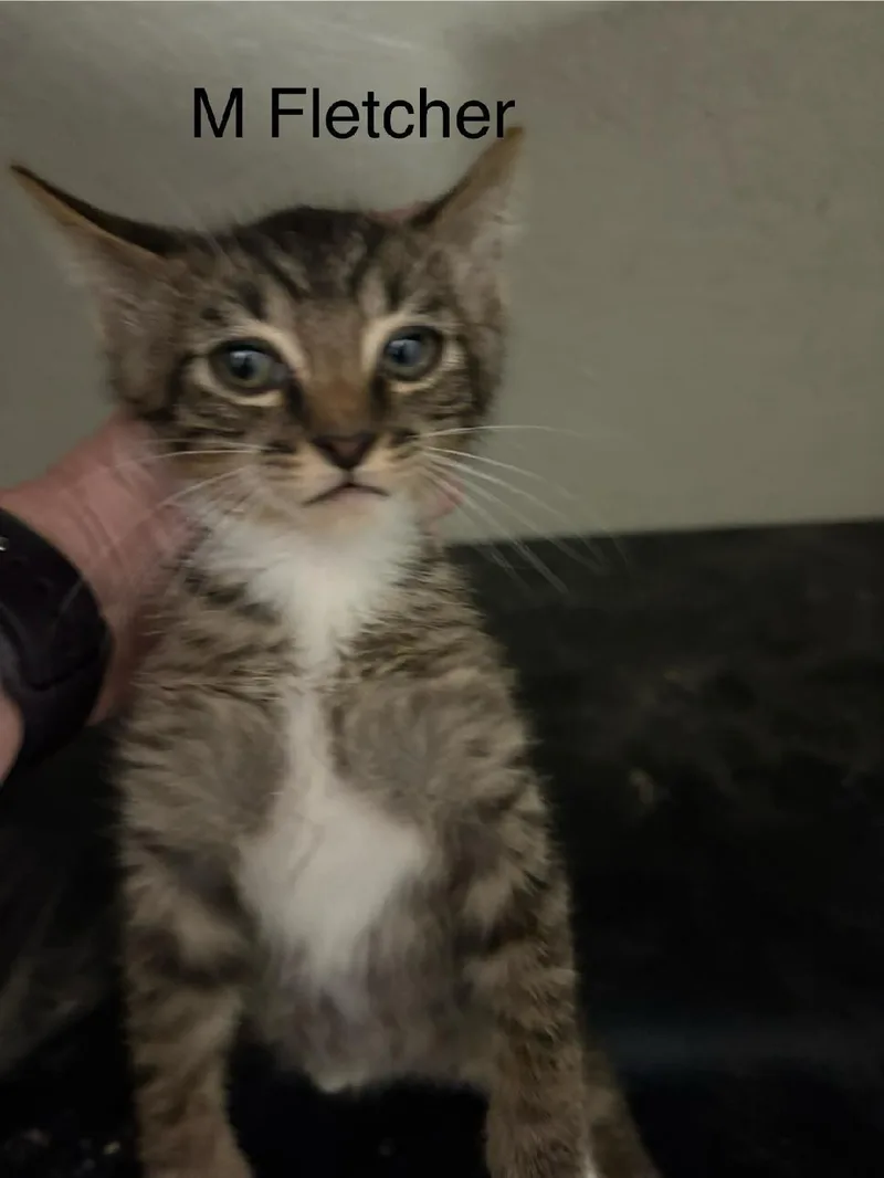 Fletcher thumbnail 4