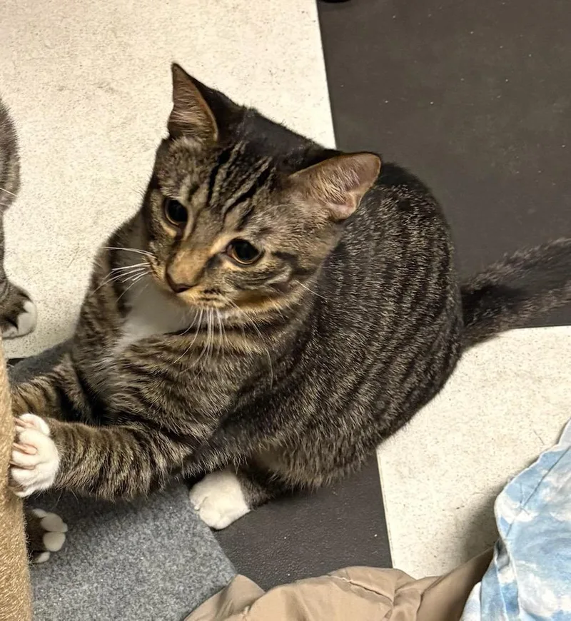 Fletcher thumbnail 5