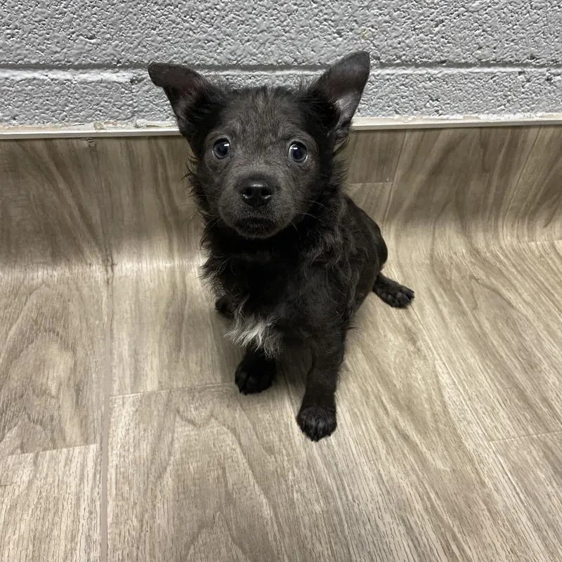 A baby small-sized female Gray / Blue / Silver Spaniel dog named Pop Rocks for adoption in San Jacinto, CA