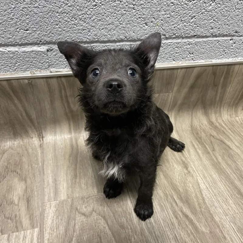 Pop Rocks thumbnail 4