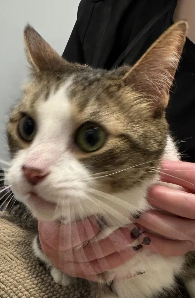 An adult medium-sized female Domestic Short Hair cat named Katniss for adoption in Bloomington, IN