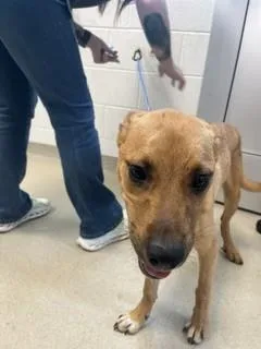 A young medium-sized male German Shepherd Dog dog named Ultron for adoption in Haw River, NC