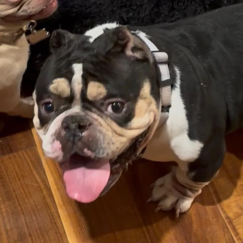 An adult medium-sized female Black American Bully dog named Pandora for adoption in Huber Heights, OH