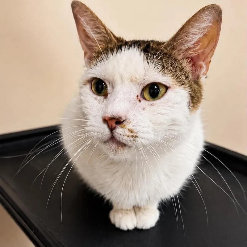 An adult small-sized female White Turkish Van cat named Tiddlewink for adoption in Wichita, KS