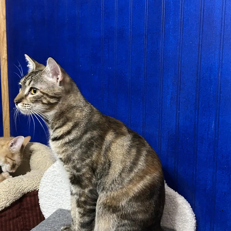 An adult medium-sized female Torbie Tabby cat named Hazel for adoption in Houston, TX