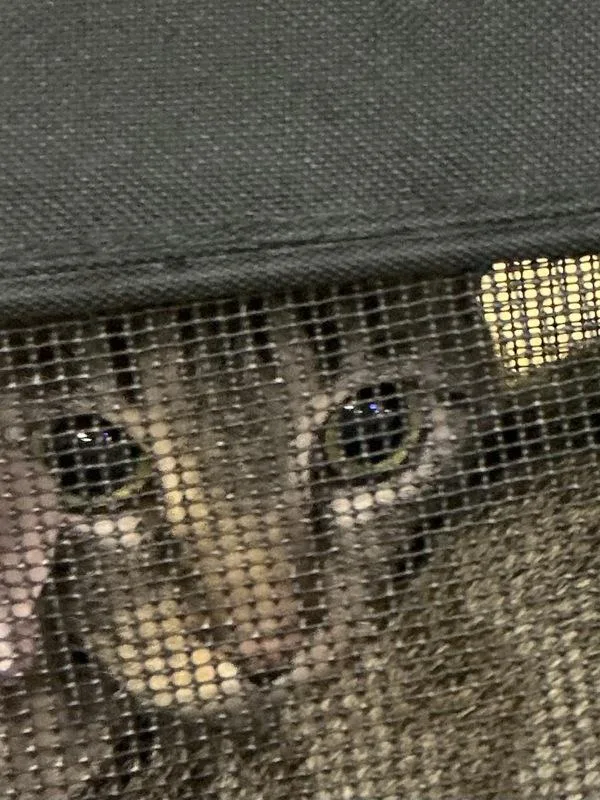 An adult small-sized female Domestic Short Hair cat named Sage for adoption in Virginia Beach, VA