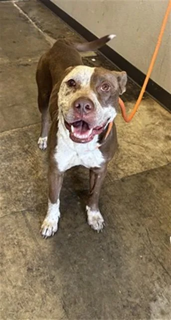 An adult medium-sized male Pit Bull Terrier dog named Brawns for adoption in Ontario, CA