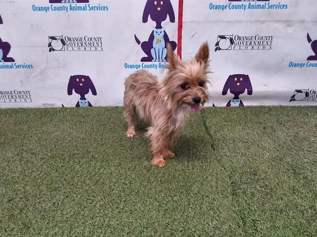 Lulu