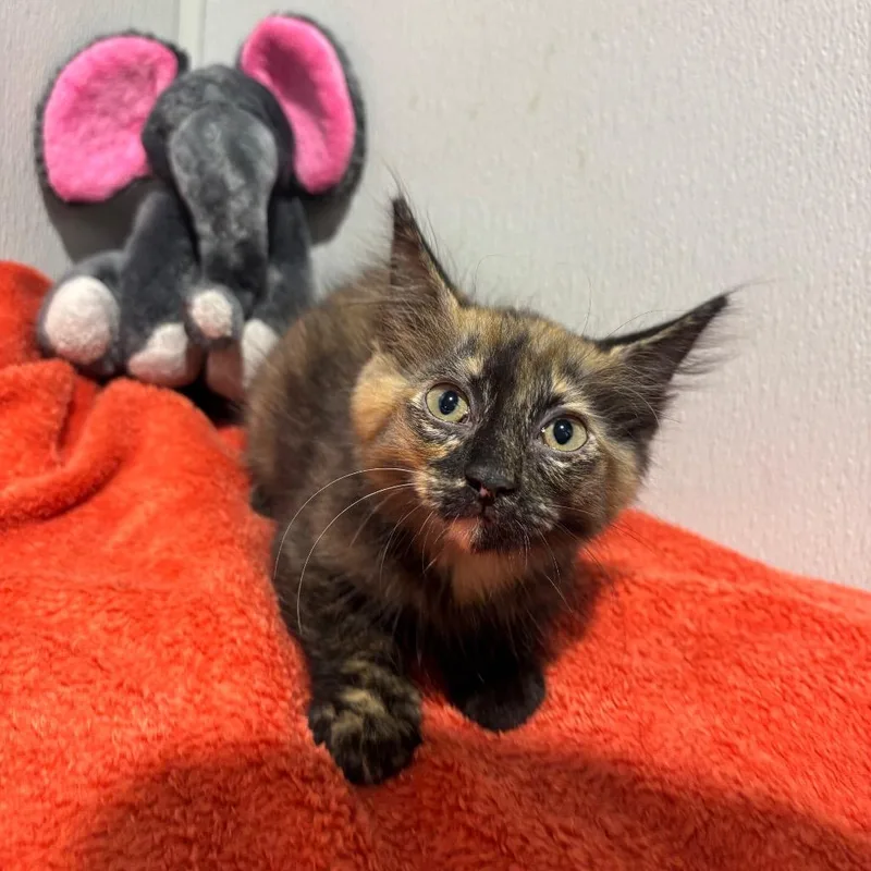 A baby small-sized female Black Domestic Medium Hair cat named Belle for adoption in Tampa, FL