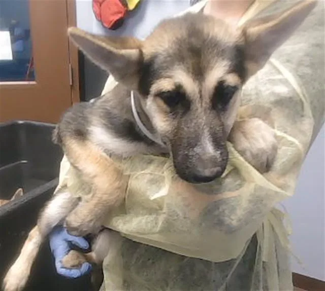 A baby small-sized female German Shepherd Dog dog named Mars for adoption in Phoenix, AZ