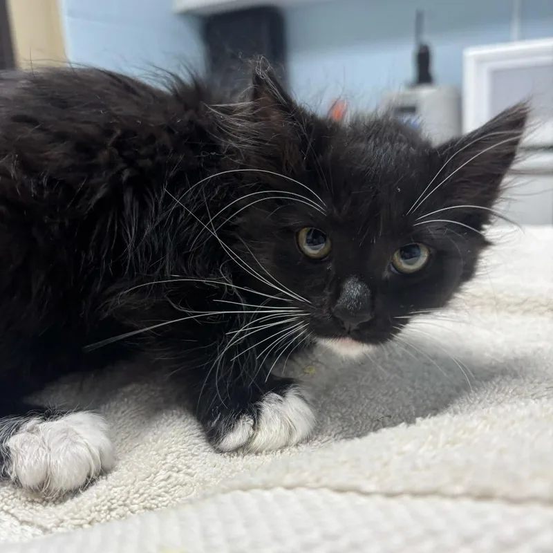 A baby small-sized female Black Domestic Long Hair cat named Sylvie for adoption in Riverside, CA