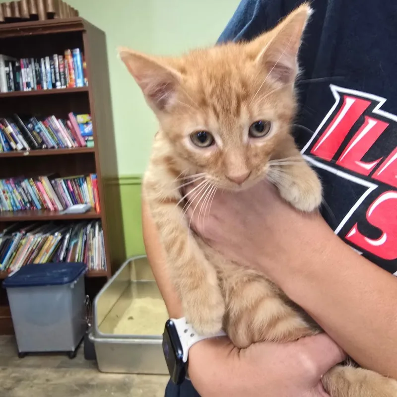 A baby small-sized male Orange / Red Domestic Short Hair cat named Ben for adoption in Normal, IL