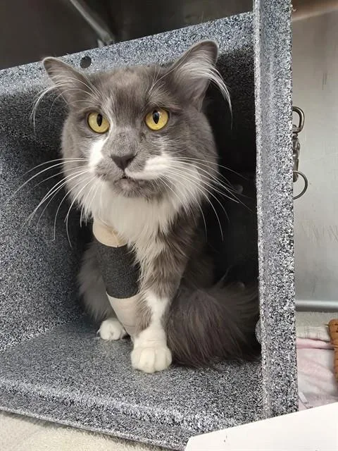 A young medium-sized female Domestic Long Hair cat named Strudel for adoption in Colorado Springs, CO