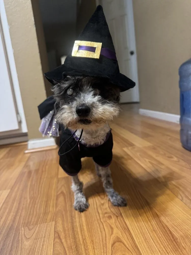A senior small-sized female Poodle dog named Wilma for adoption in los angeles, CA