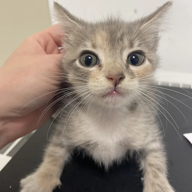 A baby small-sized female American Shorthair cat named Miss Frizzle for adoption in Dickinson, TX