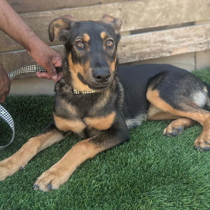 A young medium-sized female German Shepherd Dog dog named Rosalinda for adoption in Idaho Falls, ID