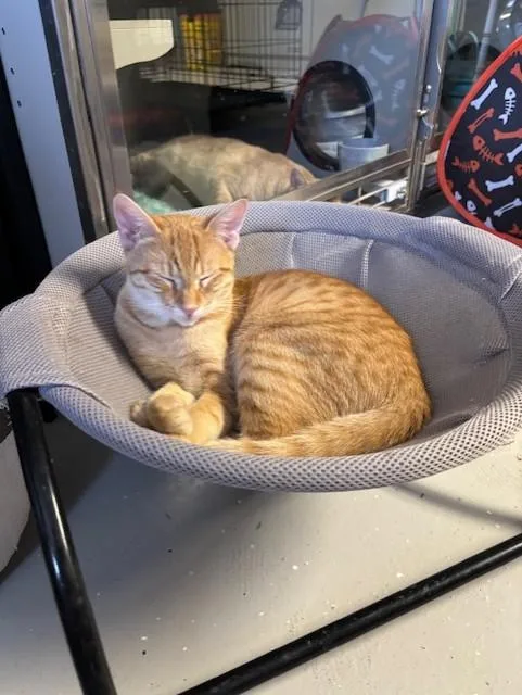 A young large-sized male Domestic Short Hair cat named Percy for adoption in Phoenix, AZ