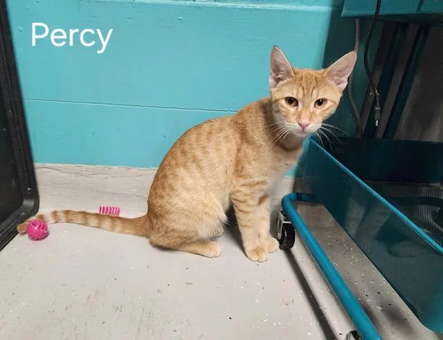 Percy thumbnail 4