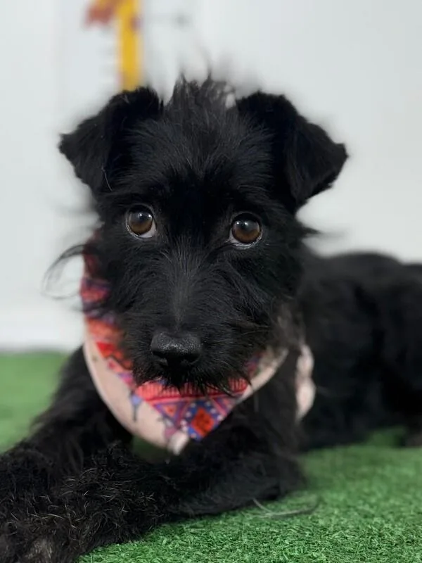 A young small-sized female Black Schnauzer dog named Betty for adoption in Carlsbad, CA