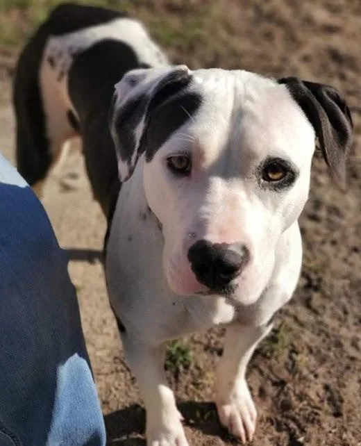 An adult medium-sized female American Staffordshire Terrier dog named Peaches for adoption in Ridgeland, SC