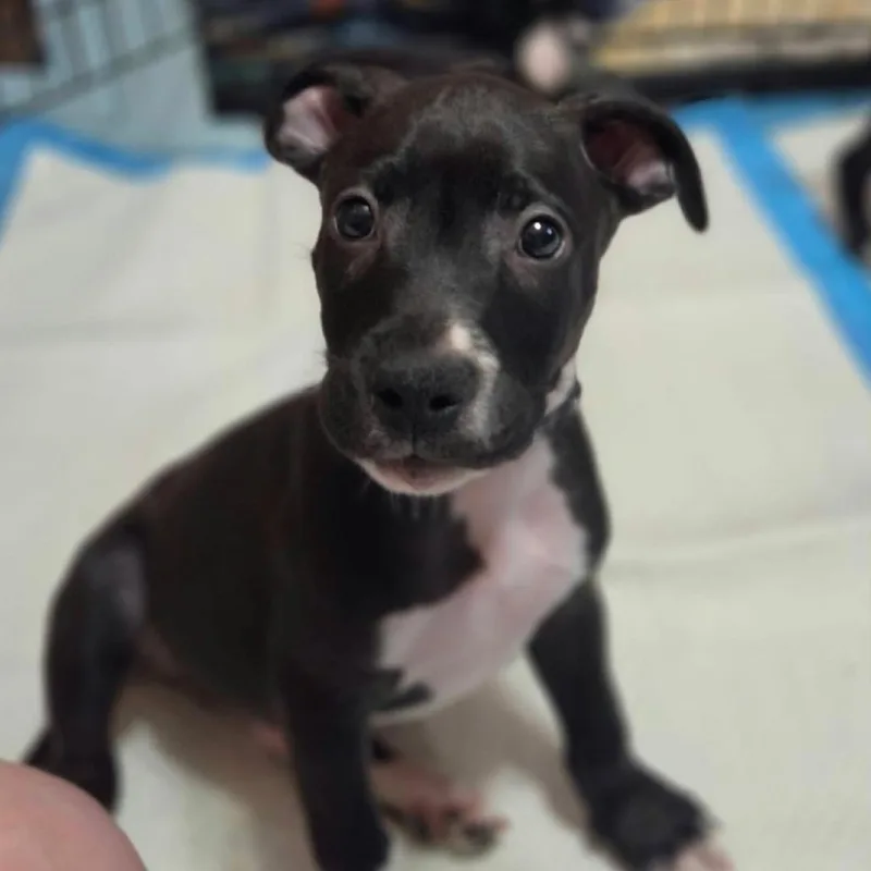 A baby medium-sized male Black Border Collie dog named Bay for adoption in Olathe, KS