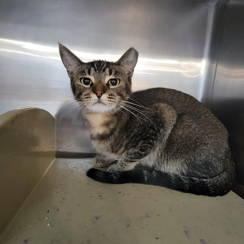 A young medium-sized female Domestic Short Hair cat named Sersei for adoption in Boynton Beach, FL