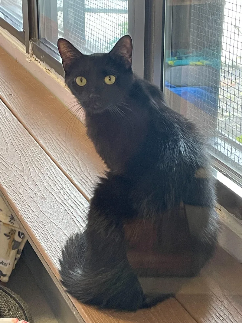 Octavian thumbnail 2