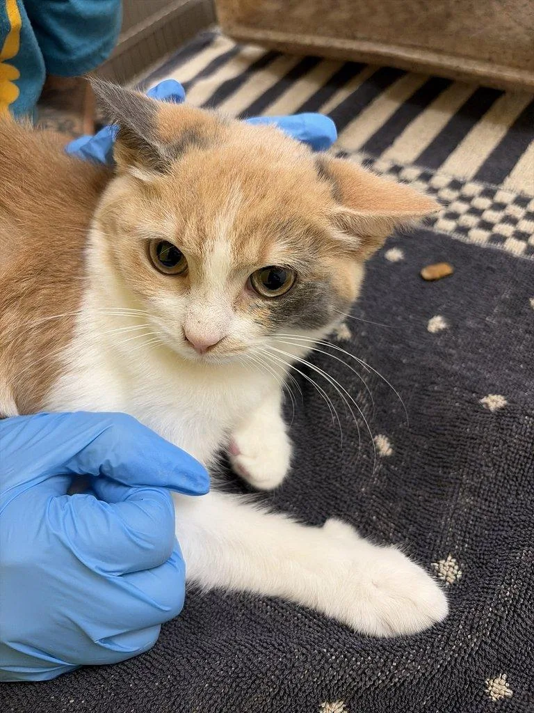 A baby small-sized female Dilute Calico Domestic Short Hair cat named Sourdough for adoption in Raleigh, NC