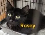 Rosey