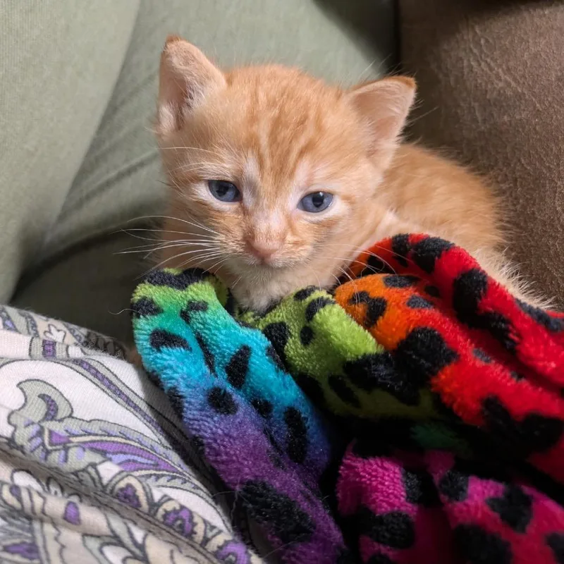 Garfield