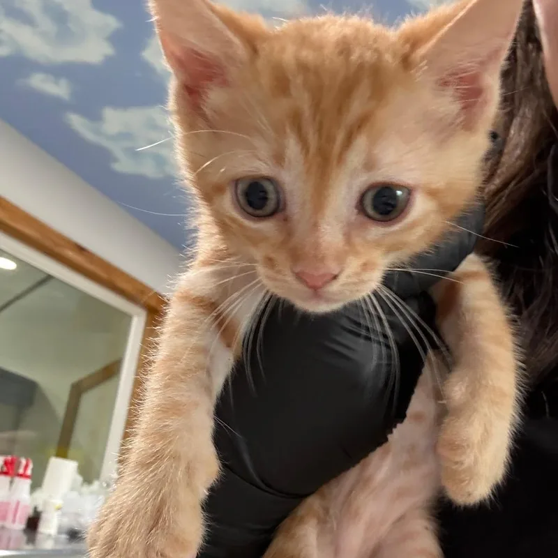 Garfield thumbnail 2
