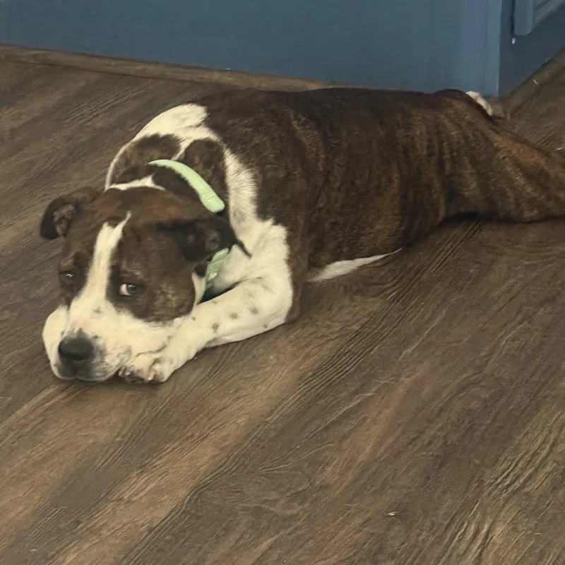 Maggie Mae thumbnail 4