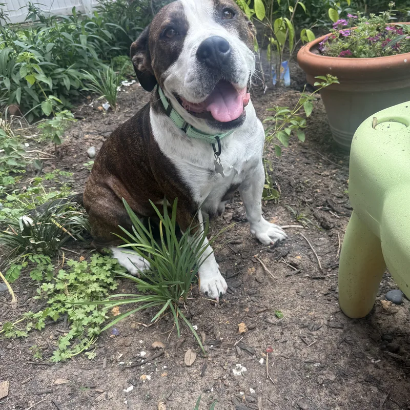 Maggie Mae thumbnail 5