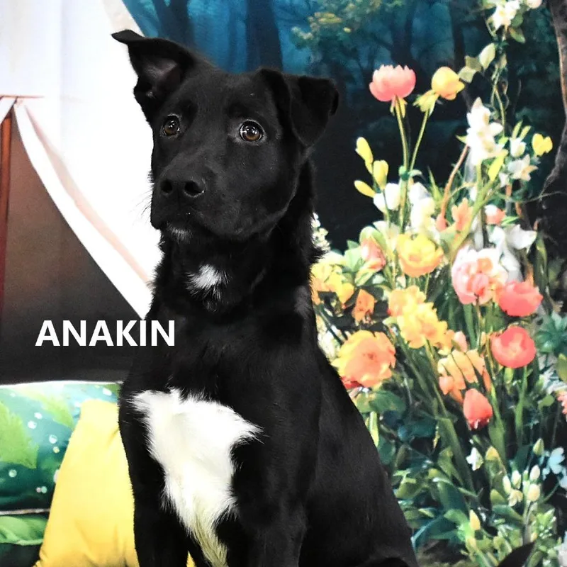 A young small-sized male Black Mixed Breed dog named Anakin for adoption in Yuma, AZ