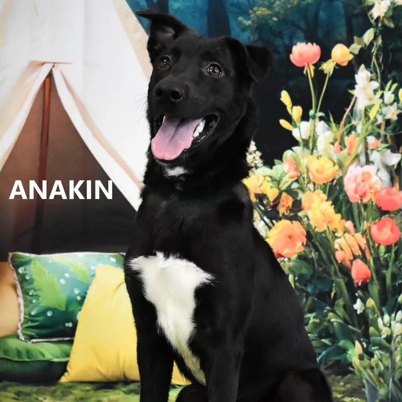 Anakin thumbnail 2
