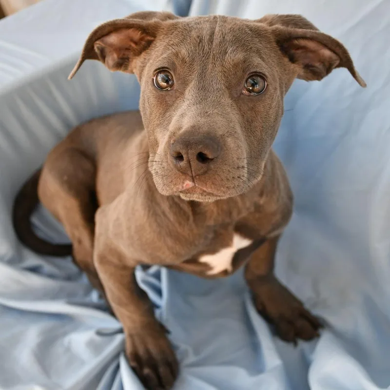 A baby small-sized male Gray / Blue / Silver Pit Bull Terrier dog named Megalodon for adoption in Beaumont, TX