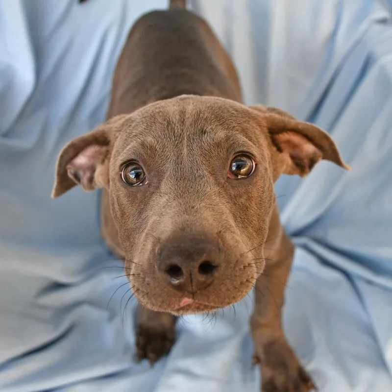 Megalodon thumbnail 2