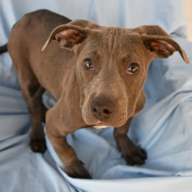 Megalodon thumbnail 3