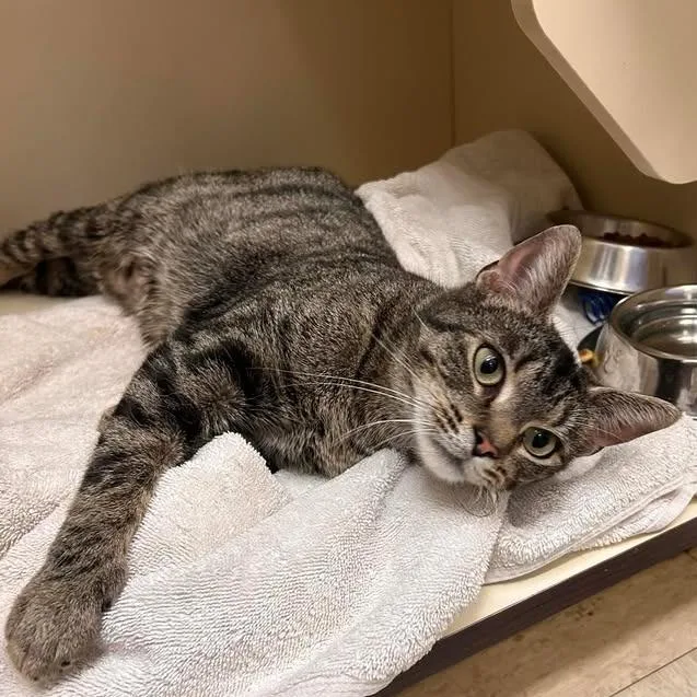 An adult medium-sized female Brown / Chocolate Domestic Short Hair cat named Zuri for adoption in Waynesboro, PA