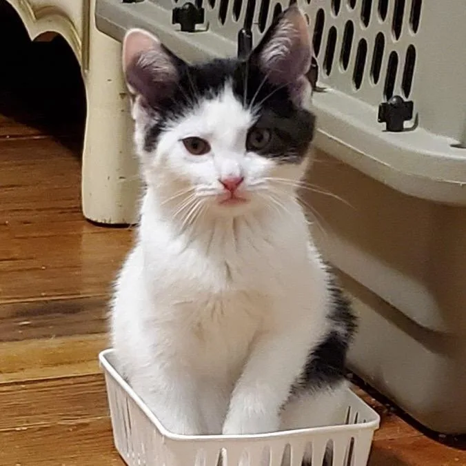 A young small-sized female Black Domestic Short Hair cat named Rooibos for adoption in Granville, OH