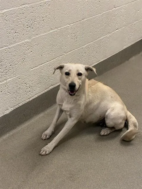 An adult large-sized female Labrador Retriever dog named Rita for adoption in Miami, FL