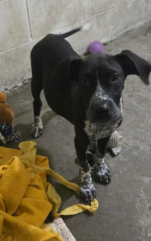 A baby medium-sized male Pointer dog named Otto for adoption in Irwin, PA