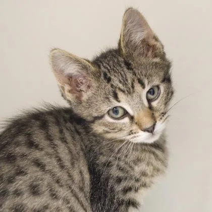 A baby small-sized male Domestic Short Hair cat named Morry for adoption in Verona, WI