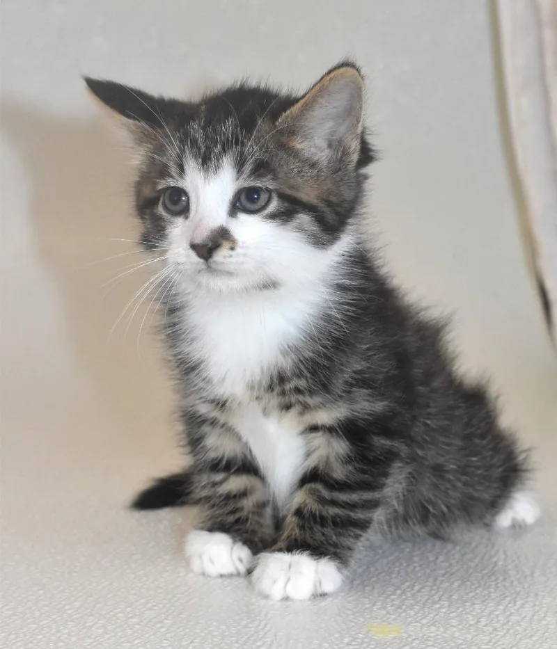 A baby large-sized male Domestic Short Hair cat named Lancelot for adoption in Springfield, OH